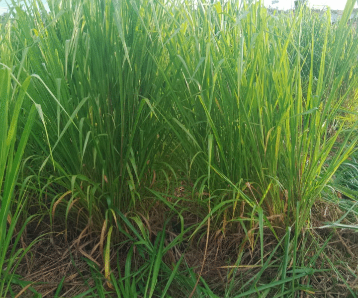 Roçagem de Terrenos e Chácaras